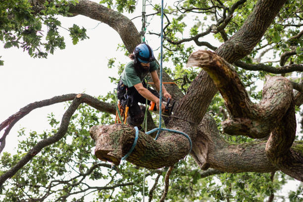 Trusted Hartford, SD Tree Services Experts