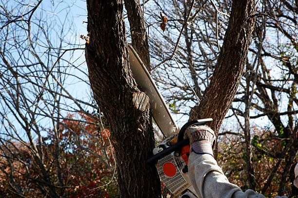  Hartford, SD Tree Services Pros