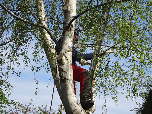 Best Tree Mulching  in Hartford, SD