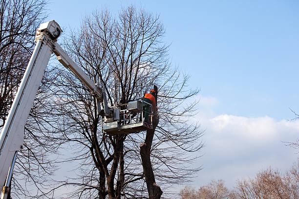 Best Tree Removal  in Hartford, SD