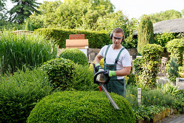 Best Tree Disease Treatment  in Hartford, SD