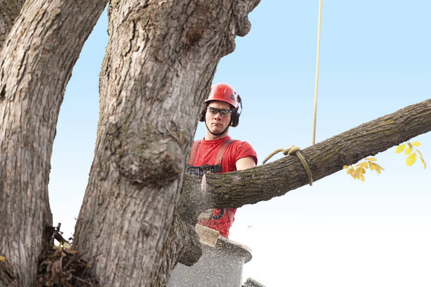 Best Hazardous Tree Removal  in Hartford, SD