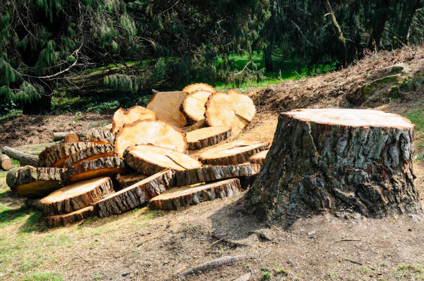 Best Tree Trimming and Pruning  in Hartford, SD